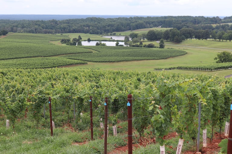 Scenic landscape of vineyards and rolling hills