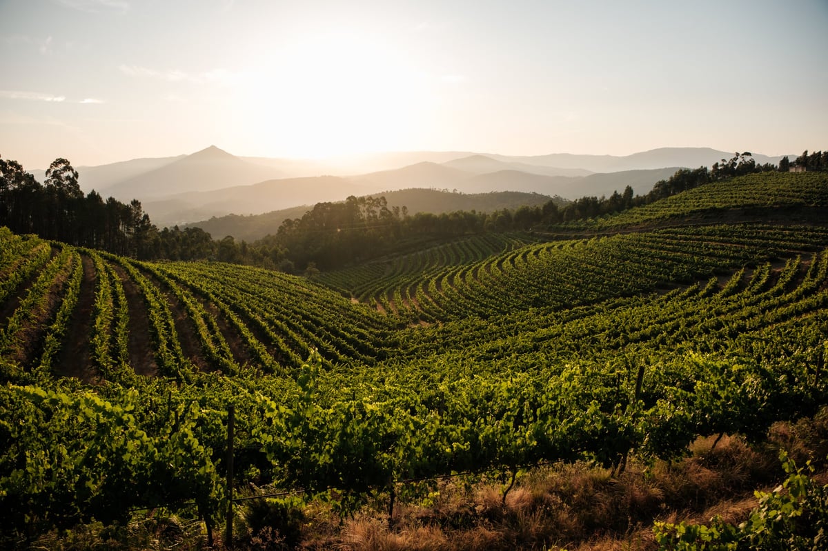 Stunning sunset view over the terraced vineyards