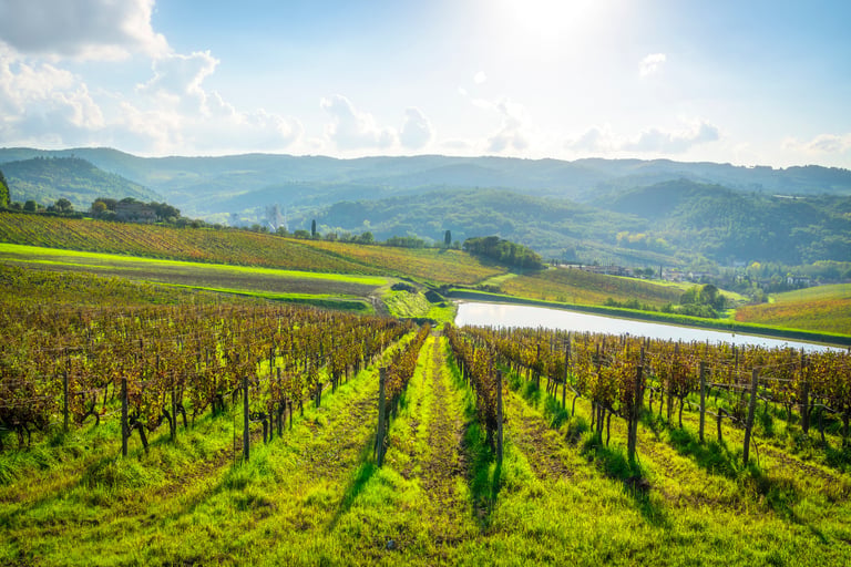 Beautiful countryside landscape with vineyards and pond