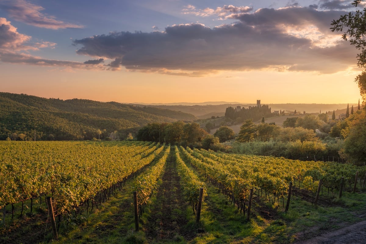 Golden light illuminates vineyard rows in the Chianti wine region
